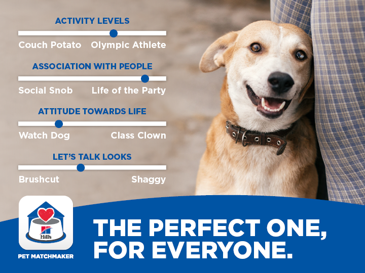 HPN Shelter App FB Social Post 720x540 DOG