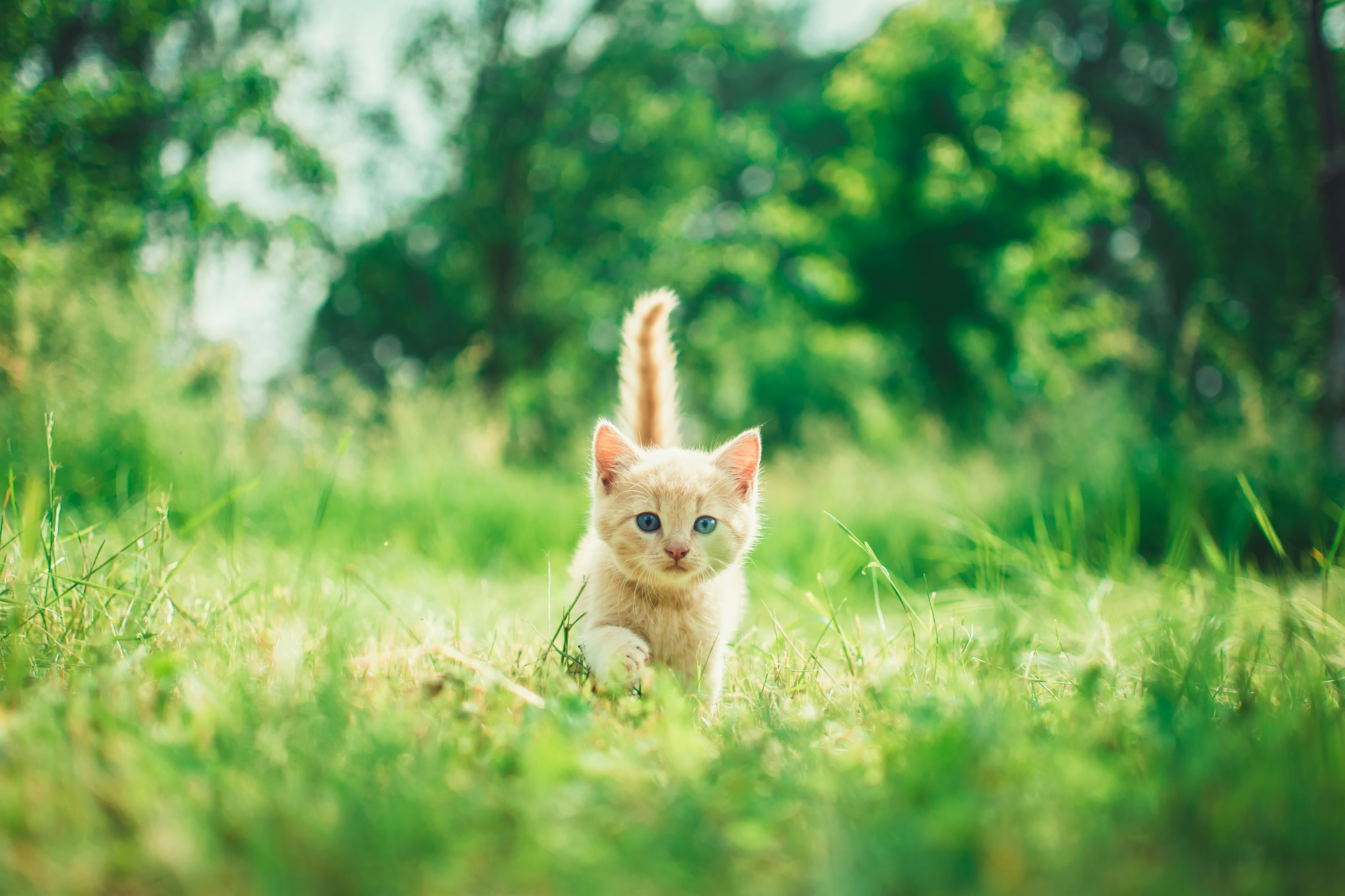Spring kitty