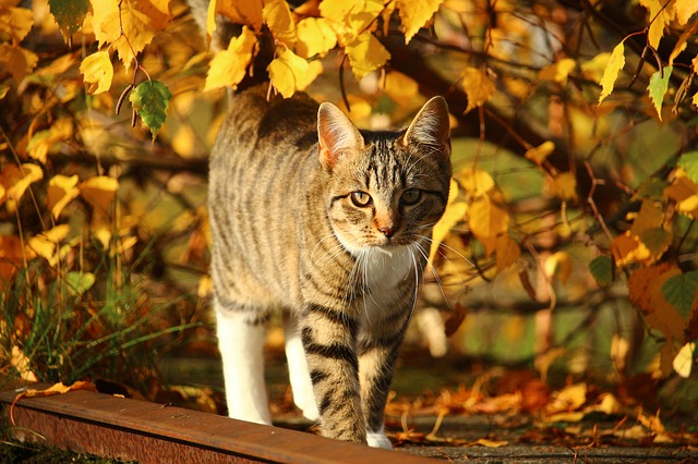 cat autumn