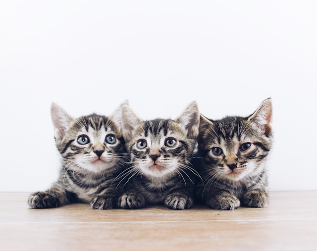 kittens new year