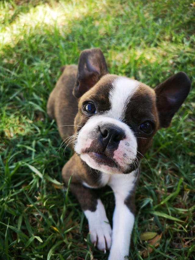 puppy NY 2024